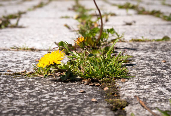 paving weed control services